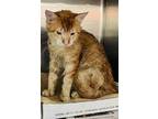 Adopt EDDI a Orange or Red Domestic Mediumhair / Mixed (medium coat) cat in Los