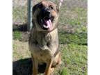 Adopt Gracie a Tan/Yellow/Fawn German Shepherd Dog / Mixed dog in Austin