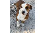 Adopt Tina a Basset Hound / Mixed Breed (Medium) / Mixed dog in WAYNESVILLE