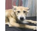 Adopt Trey a Tan/Yellow/Fawn Shepherd (Unknown Type) / Mixed dog in Casa Grande