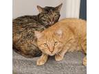 Adopt Sonya a Orange or Red Domestic Shorthair / Mixed cat in Toledo