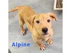 Adopt Alpine a Labrador Retriever dog in Clear Lake, IA (37121989)
