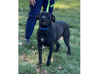 Adopt Billy a Black Labrador Retriever / Mixed dog in Paducah, KY (36971407)