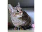 Adopt Libby a Brown Tabby Domestic Shorthair (short coat) cat in Christiansburg