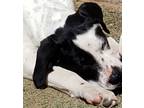 Adopt Pumpkin a White - with Black Labrador Retriever / Boxer / Mixed dog in El