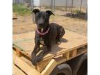 Adopt Cher a Black Labrador Retriever / Mixed dog in Casa Grande, AZ (34369508)