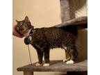 Adopt BB a Brown or Chocolate Domestic Shorthair / Mixed cat in Normal