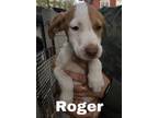 Adopt Roger a White - with Red, Golden, Orange or Chestnut Basset Hound /