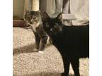 Adopt Mooch a All Black Domestic Shorthair / Mixed cat in Normal, IL (37104794)