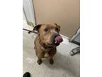 Adopt Franklynn a Brown/Chocolate American Pit Bull Terrier / Mixed dog in Moses