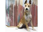 Adopt Juliet a Tan/Yellow/Fawn Shepherd (Unknown Type) / Mixed dog in Casa