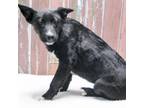 Adopt Paige a Black Shepherd (Unknown Type) / Mixed dog in Casa Grande