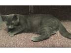 Adopt Alison bonded with Sheri a Gray or Blue Domestic Shorthair (short coat)