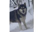 Adopt Princess a Black Husky / Mixed dog in Shingleton, MI (26901664)