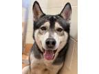 Adopt Zion a Black Husky / Mixed dog in Shingleton, MI (36980333)
