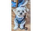 Adopt Binx a White - with Tan, Yellow or Fawn Shih Tzu / Mixed dog in Saint