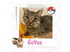 Adopt Eevee a Brown Tabby Domestic Shorthair (short coat) cat in St.