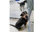 Adopt WILLIE a Black - with Tan, Yellow or Fawn Rottweiler / German Shepherd Dog
