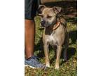Adopt Bella a Tan/Yellow/Fawn - with Black Black Mouth Cur / Mixed dog in