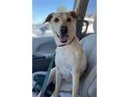 Adopt Izzy a Hound (Unknown Type) / Labrador Retriever / Mixed dog in Waxhaw