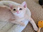 GOLDIE Domestic Mediumhair Kitten Female