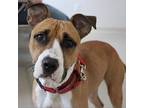 Tinkerbell Boxer Young Female