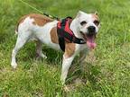 Z COURTESY LISTING: Luna (COL) American Bulldog Senior Female