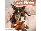 Pickles Boston Terrier Adult Male