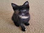 PATCHES Domestic Mediumhair Kitten Female