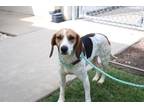 BlueBell Beagle Adult Female