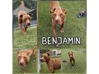 Benjamin American Staffordshire Terrier Adult Male