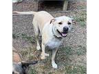 Bruno Labrador Retriever Adult Male