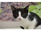 Maggie Domestic Shorthair Kitten Female