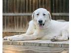 Kirby Great Pyrenees Adult Male