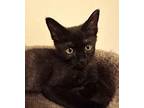 Chip (with Emerson) Domestic Shorthair Kitten Male