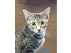 Smiley Domestic Shorthair Kitten Male