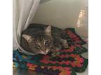 Pal- Working Cat Domestic Shorthair Adult Male