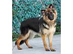 Mayla von Lirstar German Shepherd Dog Puppy Female