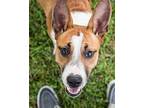 Puppy Milla Basenji Young Female