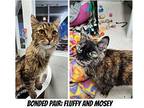 Mosey & Fluffy (Bonded Pair) Domestic Longhair Senior Female