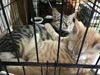 Ellyott (with Cooper) Domestic Shorthair Kitten Male