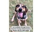 Binky Bluetick Coonhound Young Female