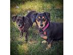 Tiny and Missy Dachshund Adult Female