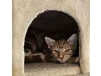 Joey American Shorthair Kitten Female