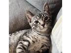 Baja Blast Domestic Shorthair Kitten Male