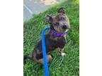 Igor American Pit Bull Terrier Adult Male