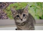 Buster Domestic Shorthair Kitten Male