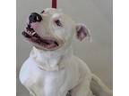 Snow American Pit Bull Terrier Adult Male