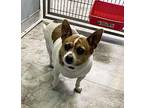 SADIE ~ Fully Sponsored Adoption Fee! Jack Russell Terrier Adult Female