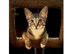 Otto Domestic Shorthair Kitten Male